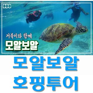 세부막탄 - 모알보알 호핑투어 바다거북이와 스노쿨링